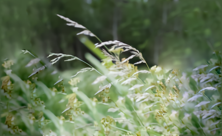 Gras duurzaam beleggen