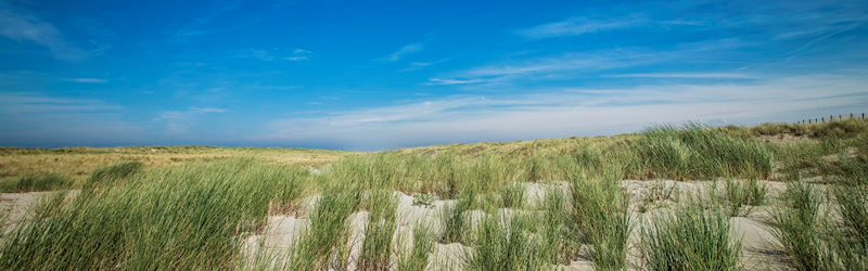 Illustratie duinlandschap
